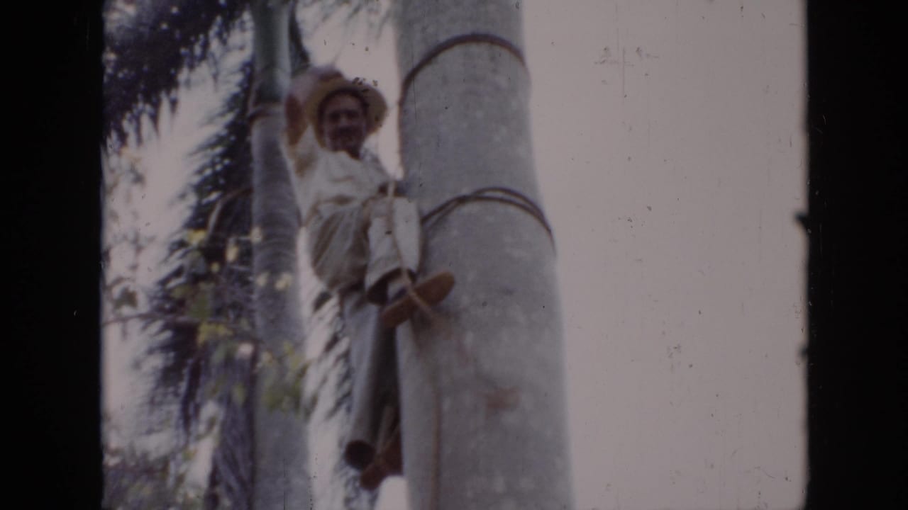 In 1956 Cuba home-movie footage, an older man in light clothing and a straw hat climbs a palm trunk using ropes.