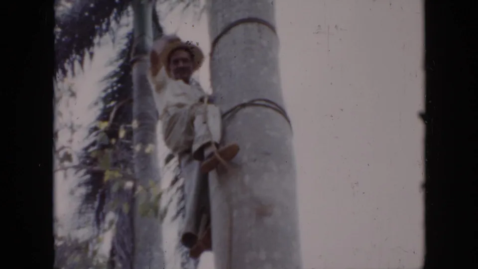 In 1956 Cuba home-movie footage, an older man in light clothing and a straw hat climbs a palm trunk using ropes.