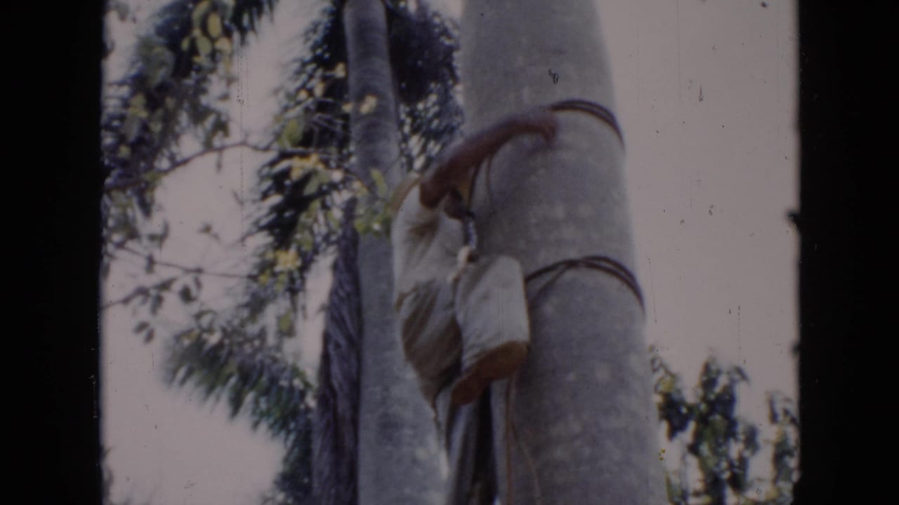 The climber is partially obscured by the palm trunk as he continues upward in the Cuba 1956 home-movie scene.
