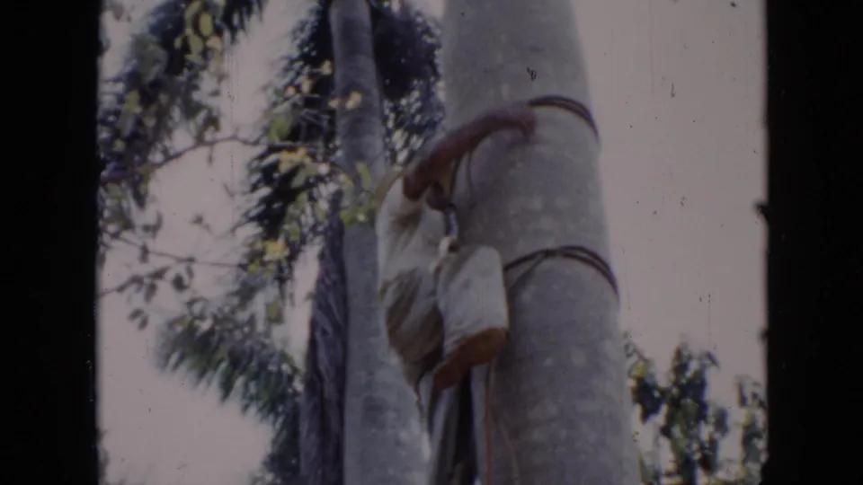 The climber is partially obscured by the palm trunk as he continues upward in the Cuba 1956 home-movie scene.