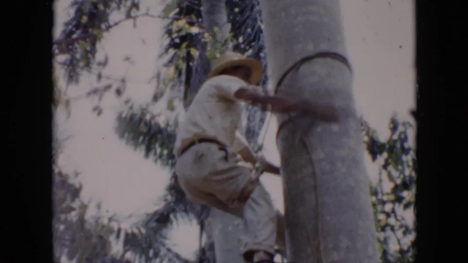 A side view shows the man braced against the palm trunk, using rope support while climbing outdoors in Cuba.