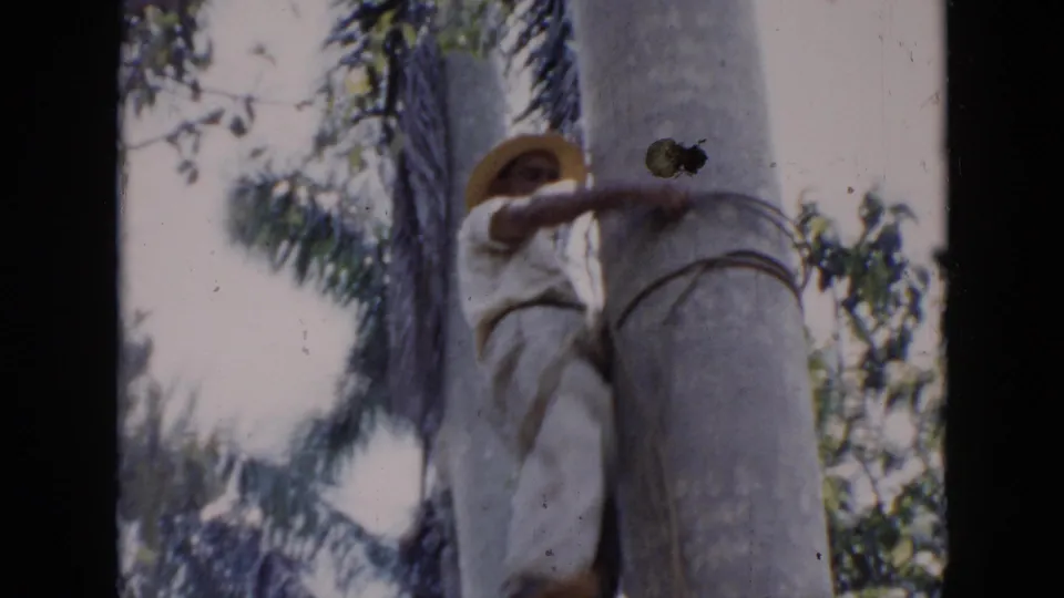 The older man holds close to the palm trunk, with rope visible around the tree and foliage behind him in the 1956 Cuba footage.
