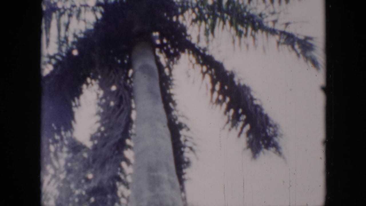 1956 Cuba 8mm frame showing a tall palm trunk and wind-blown fronds against a pale stormy sky.