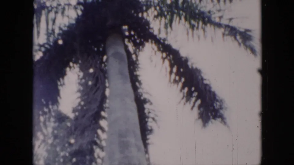 1956 Cuba 8mm frame showing a tall palm trunk and wind-blown fronds against a pale stormy sky.