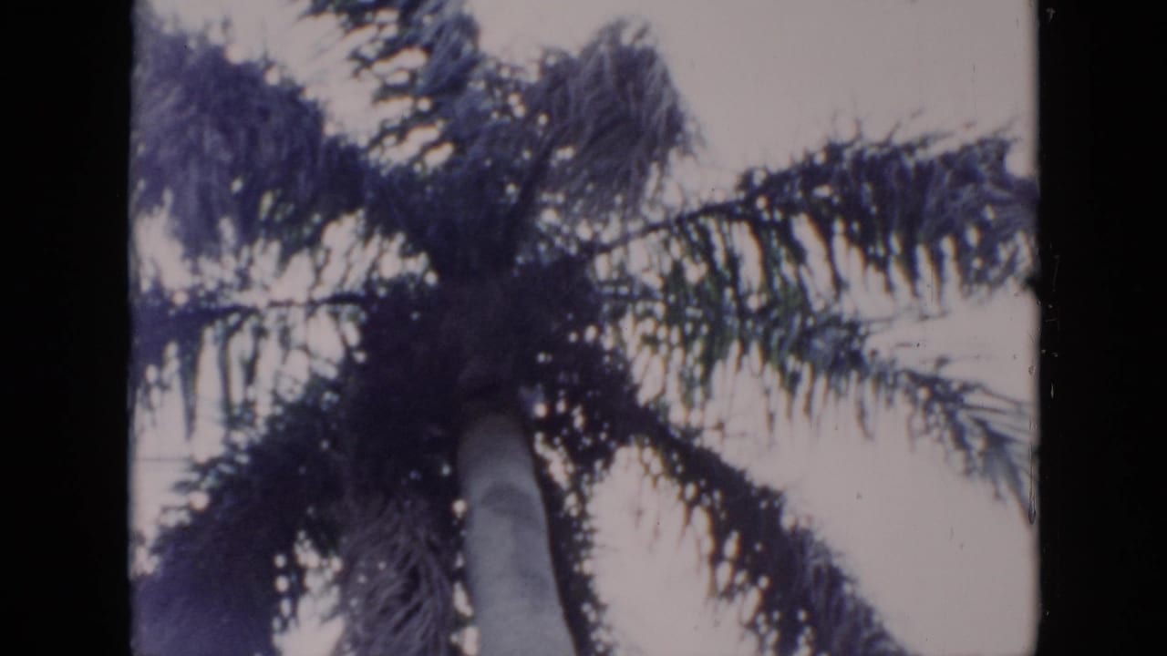 Palm crown and dark fronds blown across a bright sky.