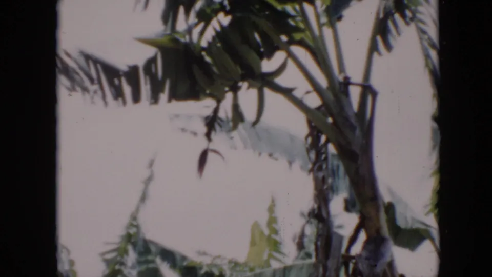 1956 Cuba 8mm frame with banana-like leaves and palm fronds shifting in storm wind.