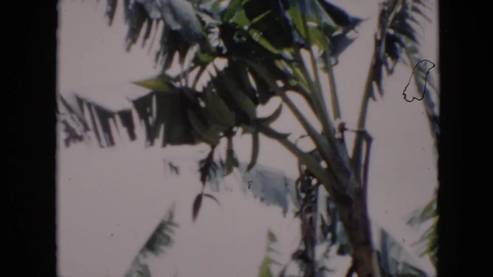 1956 Cuba home-movie frame showing tropical leaves, a palm trunk, and fronds under windy weather.