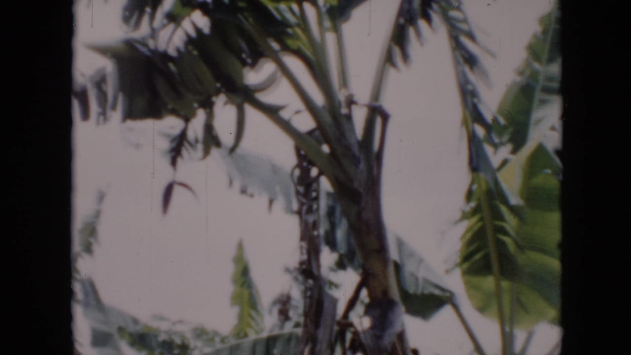 1956 Cuba 8mm frame showing banana trees and broad leaves under bright daylight, with visible film borders and soft exposure.