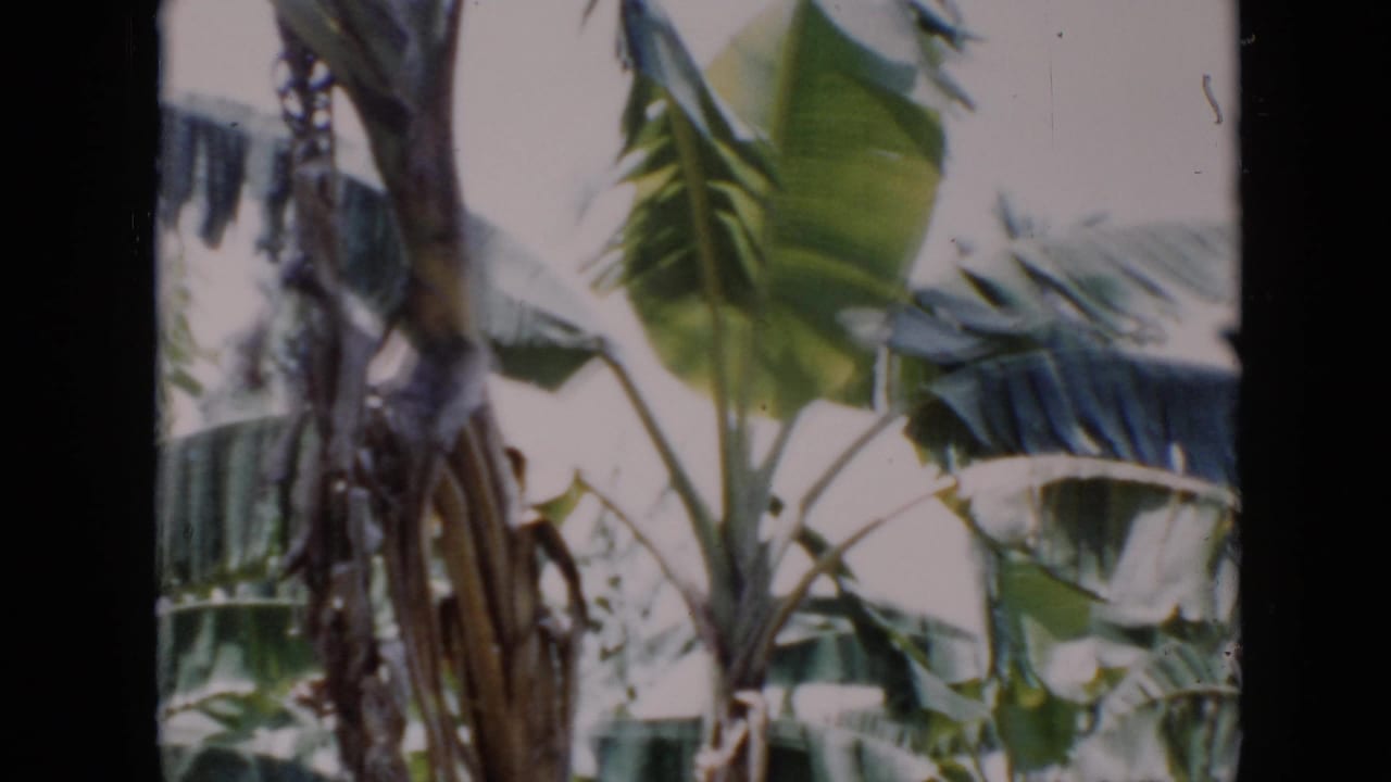 Banana plants in Cuba, identified by metadata, with broad leaves and fibrous trunks captured on soft 8mm color film.
