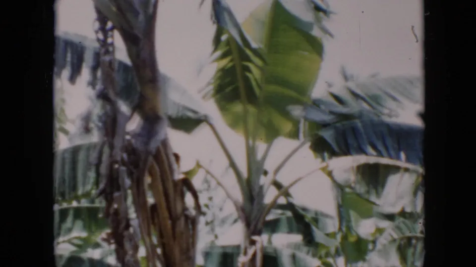 Banana plants in Cuba, identified by metadata, with broad leaves and fibrous trunks captured on soft 8mm color film.
