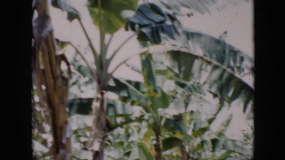 Windblown banana foliage fills a 1956 Cuba home-movie frame, with soft color, grain, and slight handheld composition.