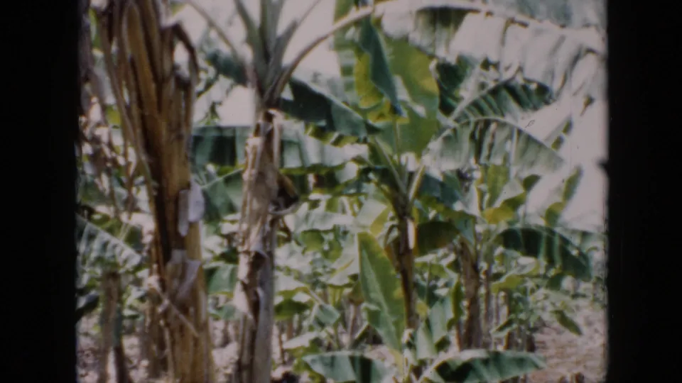 A 1956 Cuba 8mm view of banana trees and green leaves, with visible grain, faded color, and black film edges.