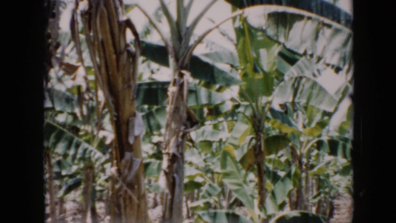 1956 Cuba 8mm frame showing banana trees, large green leaves, and layered tropical foliage in a planted area.