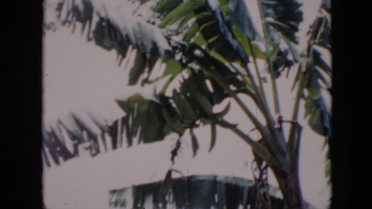 Banana leaves and tree trunks seen through dark film-frame borders.
