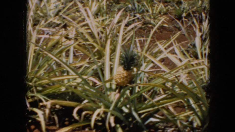 1956 Cuba 8mm frame showing pineapple plants, spiky leaves, visible fruit, and planted rows in a tropical field.