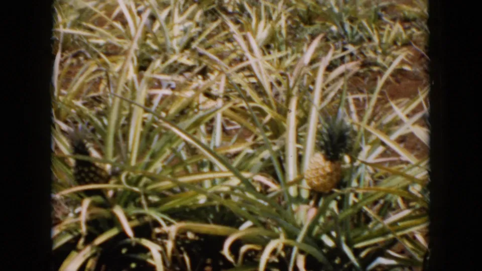 1956 Cuba 8mm frame showing pineapple rows, ripe-looking fruit, spiky foliage, and dark home-movie frame edges.