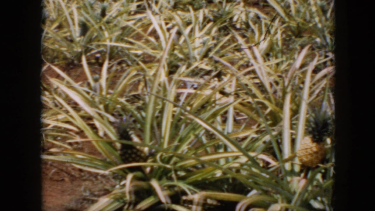 1956 Cuba 8mm frame showing a pineapple field with spiky plants, developing fruit, red-brown soil, and dark film borders.