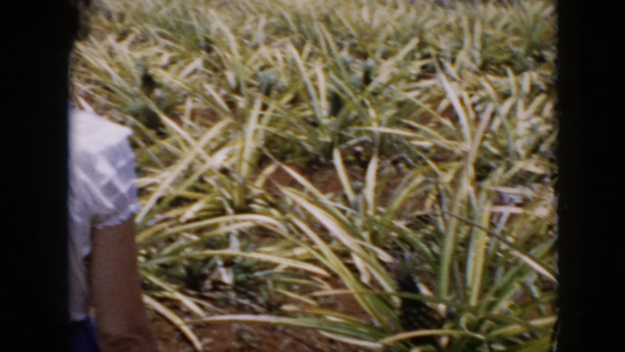 1956 Cuba 8mm frame with a partial adult in a light shirt walking near rows of pineapple plants in bright sun.