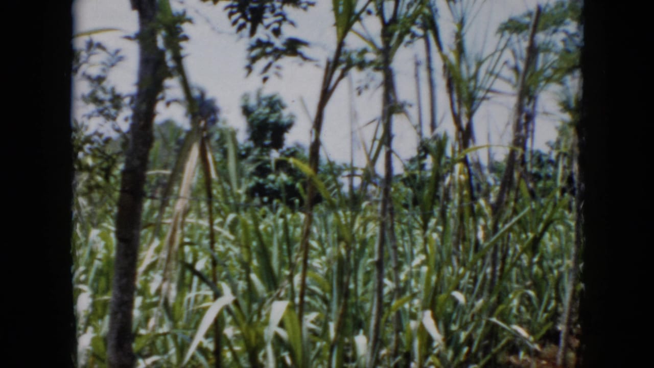 Tall green crops and slender trees fill the frame under a bright sky.
