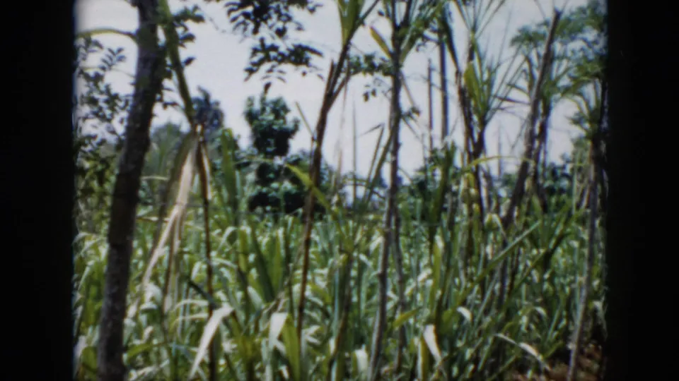 1956 Cuba 8mm frame showing tall cultivated plants and scattered trees in a tropical rural setting.