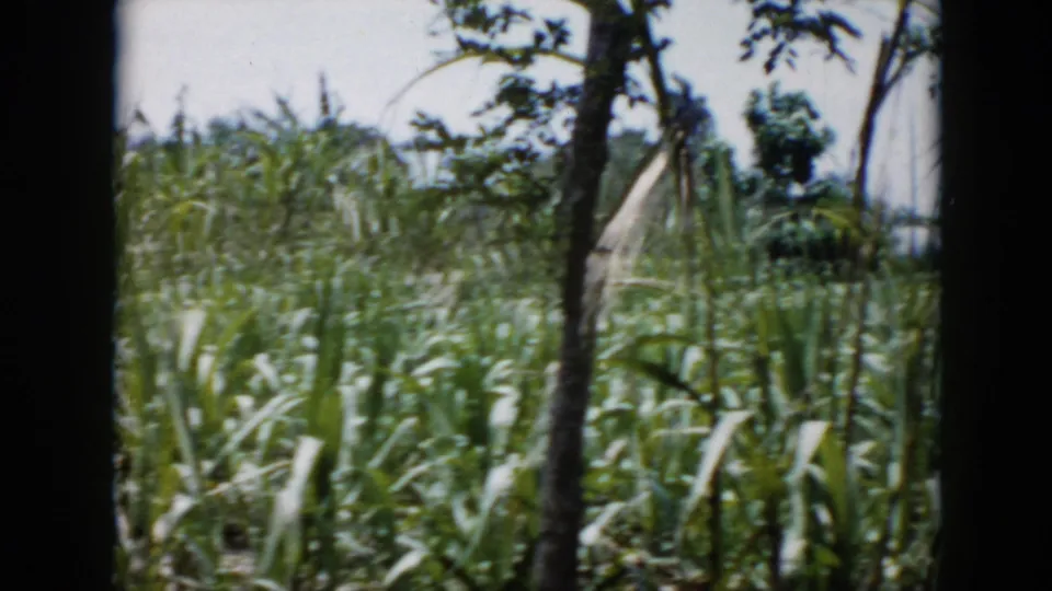 1956 Cuba 8mm frame of a green crop field with trees and bright sky, seen in soft home-movie focus.