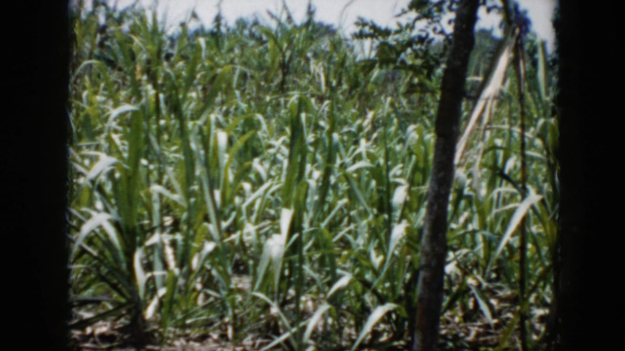 1956 Cuba 8mm frame showing sunlit tall grass or weeds through dark foreground shapes, with no people visible.