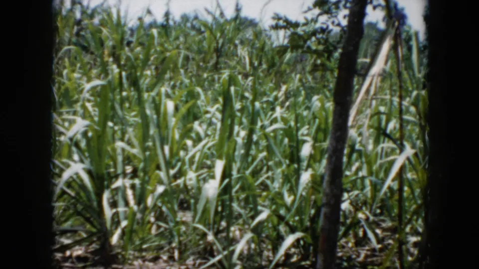 1956 Cuba 8mm frame showing sunlit tall grass or weeds through dark foreground shapes, with no people visible.