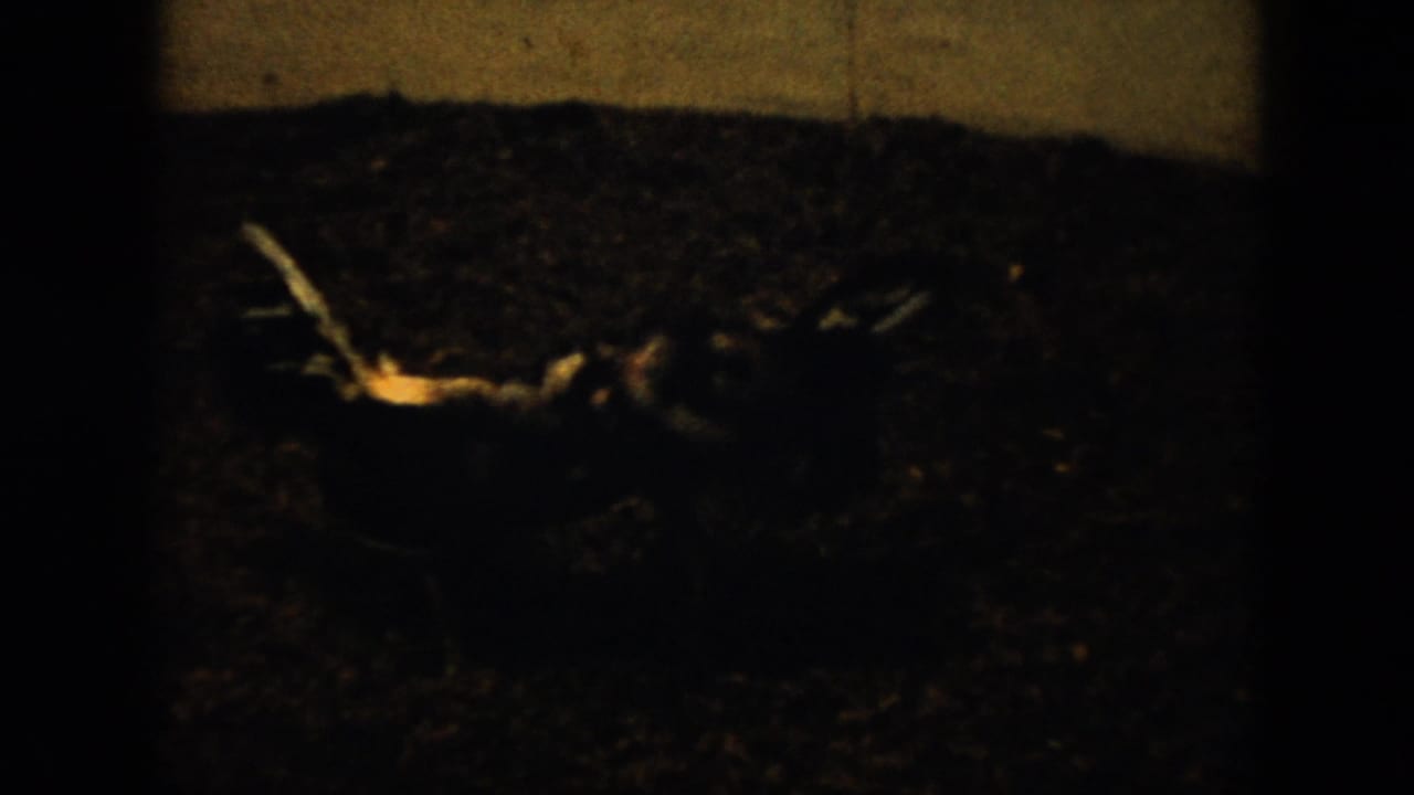 1956 Cuba 8mm frame showing two peacocks low on dark gravel near a pale wall, lit by harsh nighttime light.
