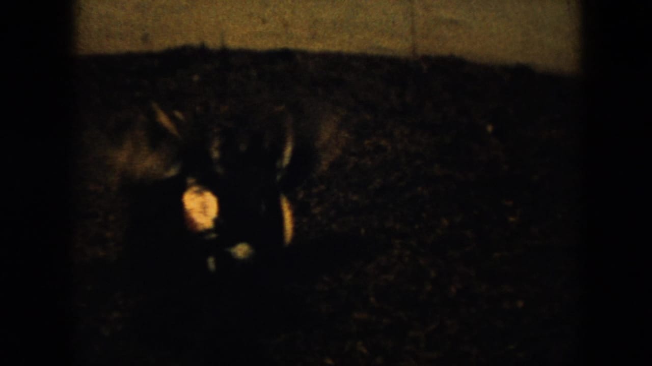 1956 Cuba 8mm frame with a peacock facing forward in a dark gravel area, its body and tail partly lost in shadow.