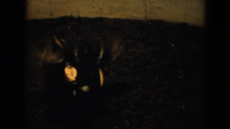 1956 Cuba 8mm frame with a peacock facing forward in a dark gravel area, its body and tail partly lost in shadow.
