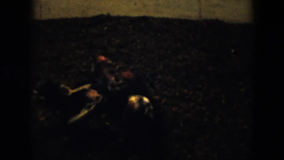 1956 Cuba 8mm frame showing peacocks bunched close to the ground during a nighttime struggle over food.