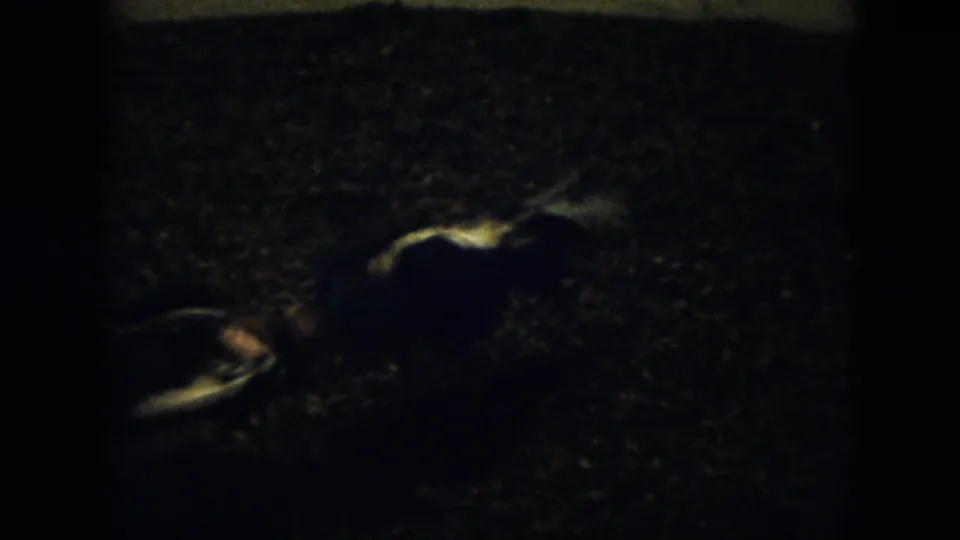 1956 Cuba 8mm frame showing a peacock crouched or low on the gravel, its pale feather markings visible in dim light.