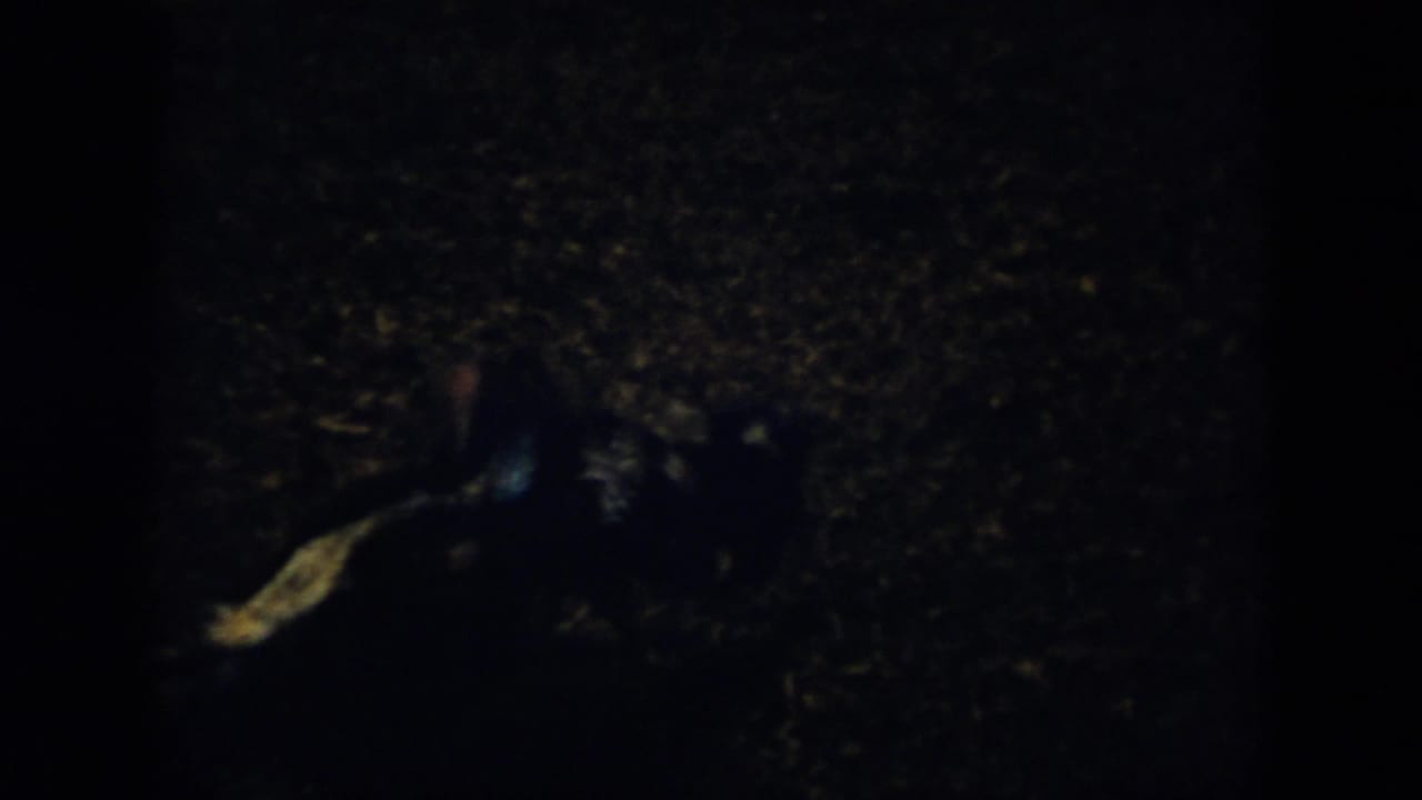 A rooster is visible in low light on the right side of a dark outdoor fighting area.