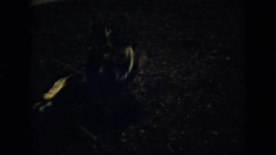 Underexposed 8mm frame from the Cuba clip showing roosters close together on rough ground during the fight.