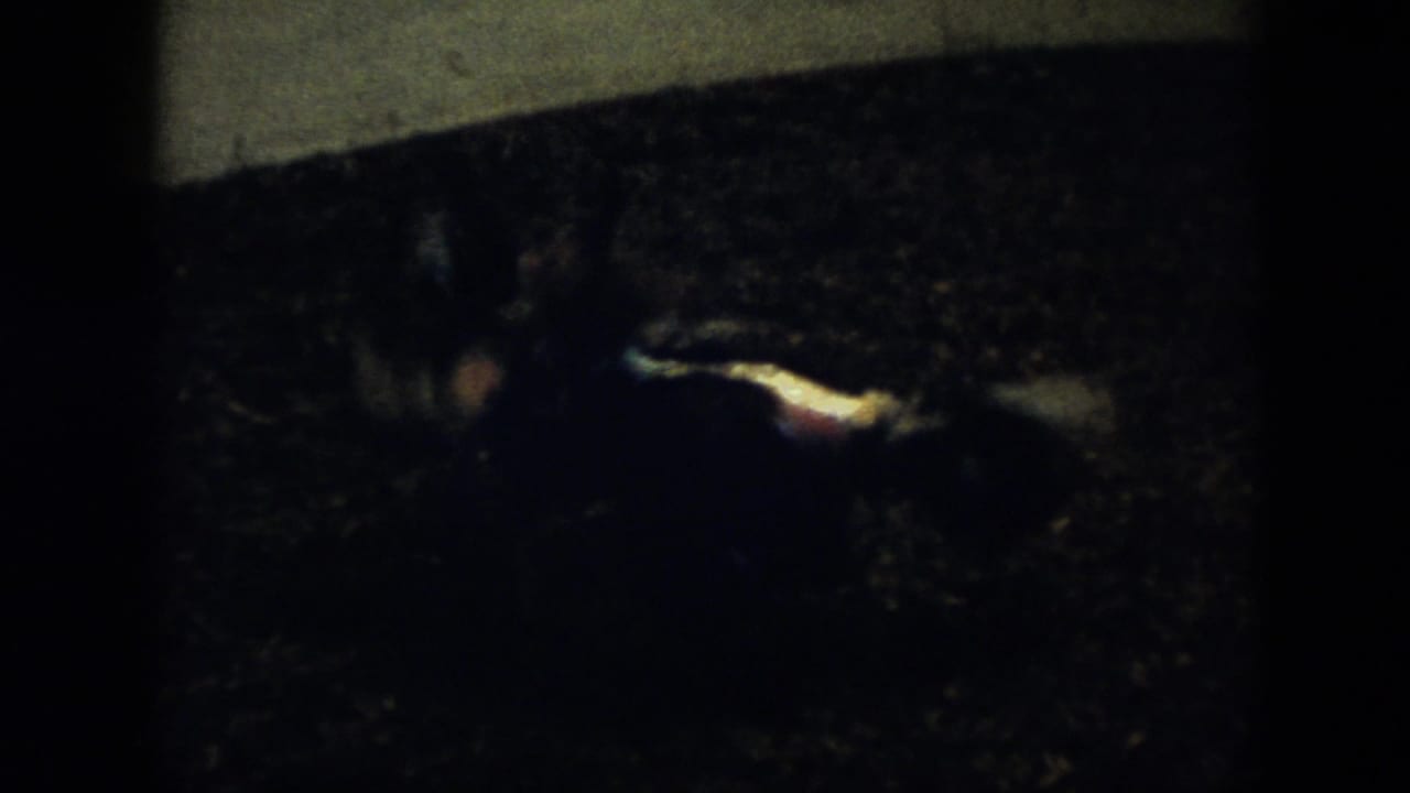 Two indistinct animals in deep shadow on a dark ground surface.