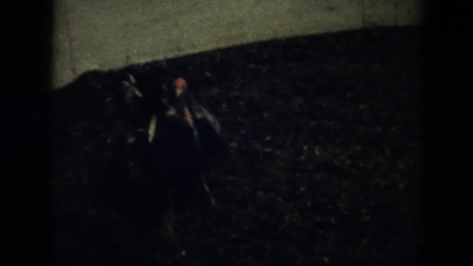 Grainy 1956 Cuba frame with unclear animal forms on a dark surface near a lighter boundary, filmed handheld in low light.