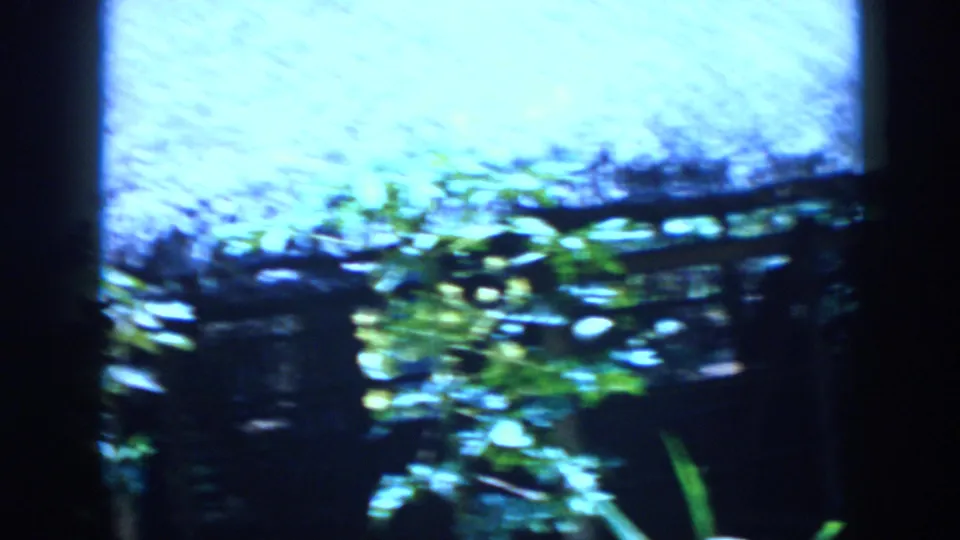 1956 Cuba 8mm frame shifting to bright green foliage and a thatched roof edge, suggesting an outdoor tropical setting.