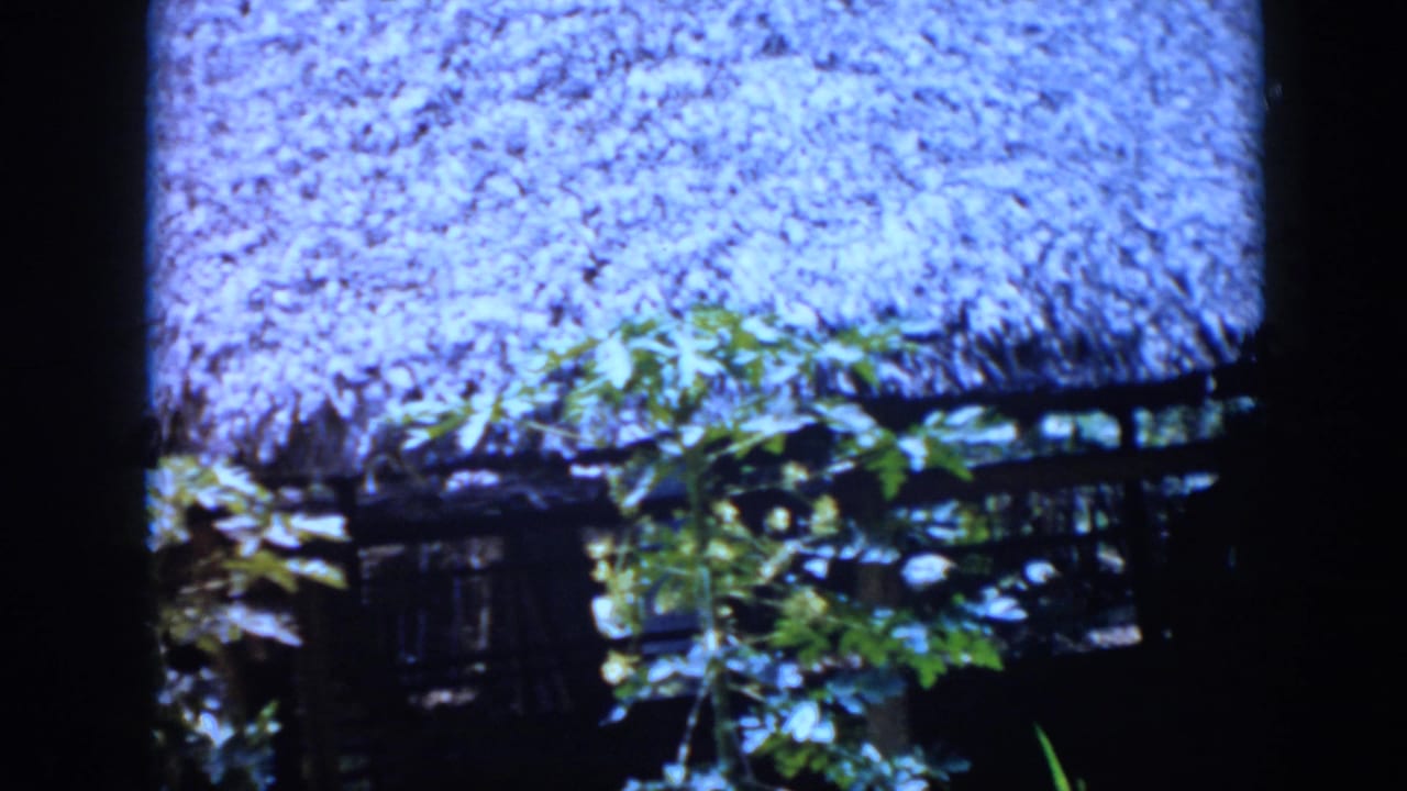 1956 Cuba 8mm frame showing a close view of a thatched roof partly obscured by tropical greenery and dark frame edges.