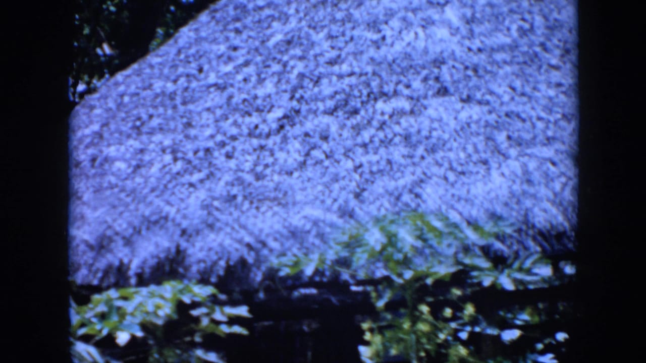 1956 Cuba home-movie frame with a broad thatched roof, leafy vegetation underneath, and a dark vertical edge from the film scan.