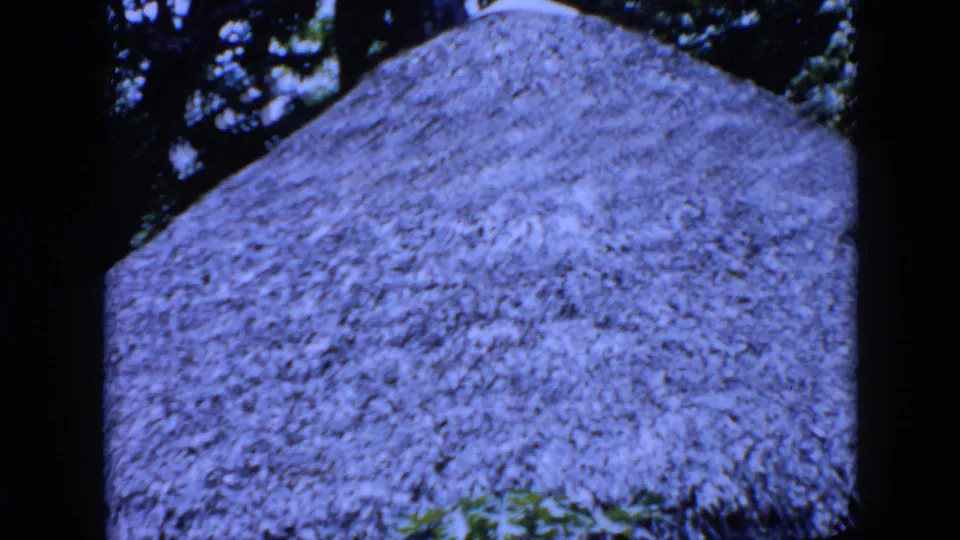 1956 Cuba 8mm frame showing the rounded surface of a thatched roof surrounded by dark branches and tropical plants.