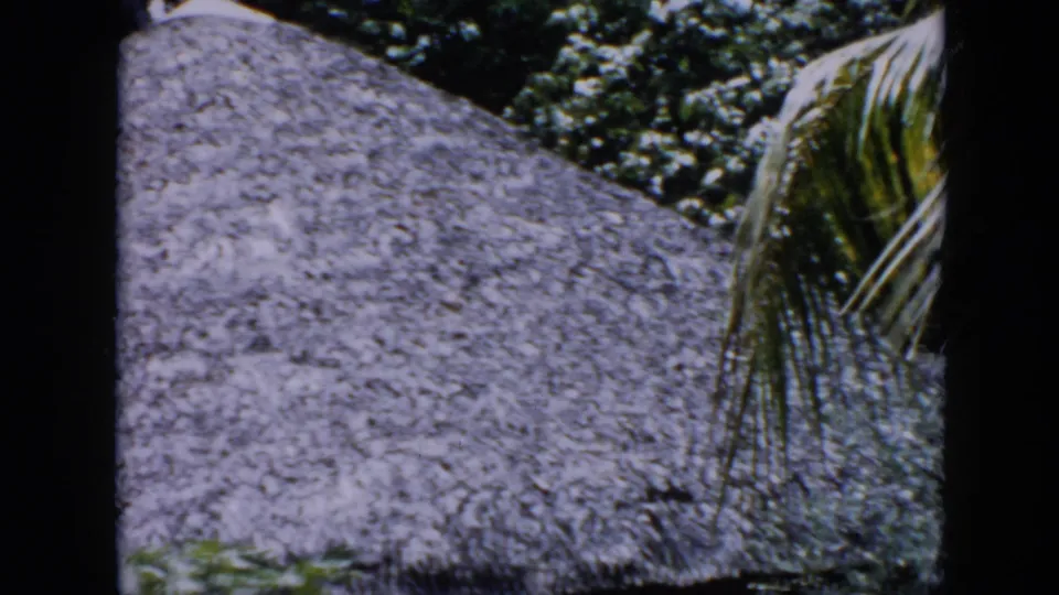 1956 Cuba frame showing a sloped thatched roof against dense greenery, with palm fronds visible along the right edge.