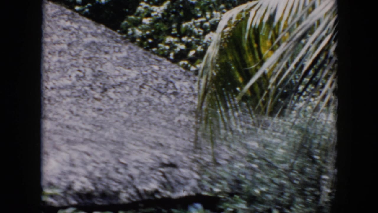 1956 Cuba 8mm frame showing a thatched tropical structure behind palm fronds and foliage, with dark film-frame borders.