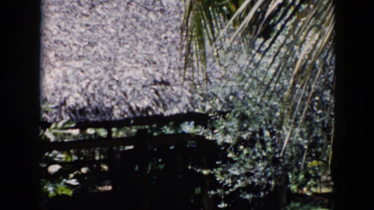 1956 Cuba 8mm view of a thatched roofed structure surrounded by palm fronds and dense tropical plants.