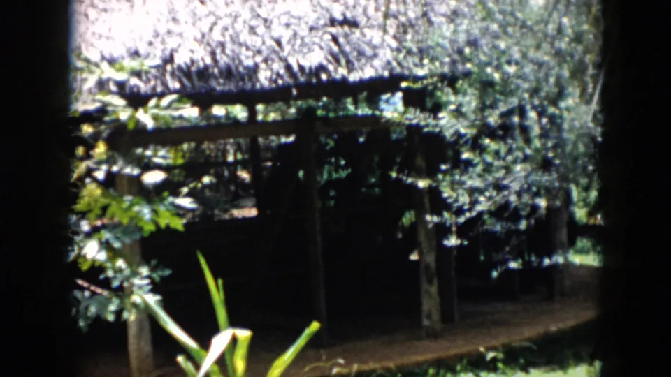 1956 Cuba 8mm frame of a shaded thatched structure behind dense foliage and a bright foreground plant leaf.