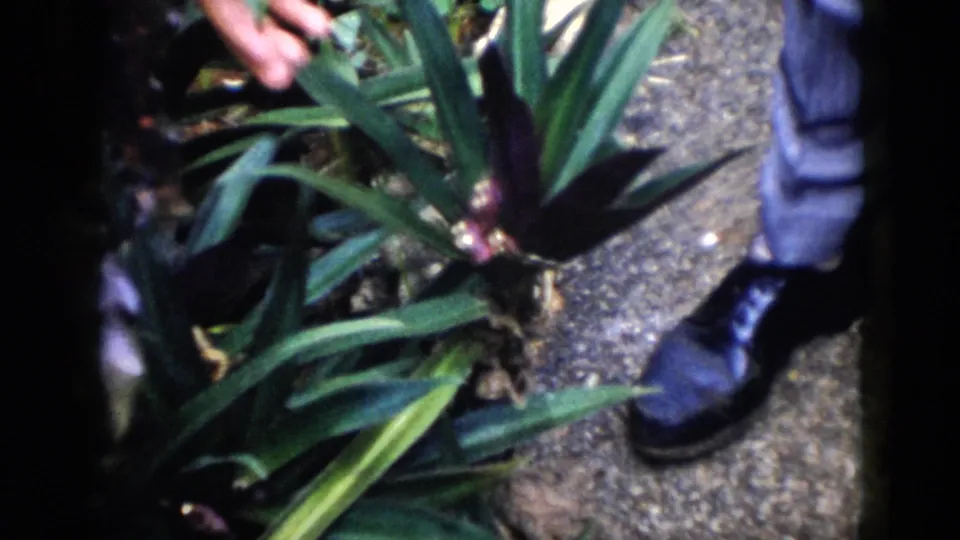 1956 Cuba 8mm frame showing a person's hand, trouser leg, and shoe near a spiky tropical plant.