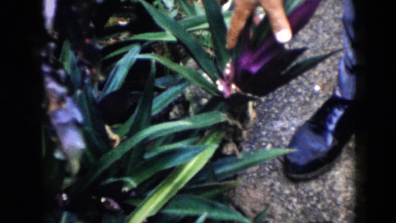 1956 Cuba home-movie frame showing tropical leaves, a hand near purple foliage, and dark shoes on a paved garden path.