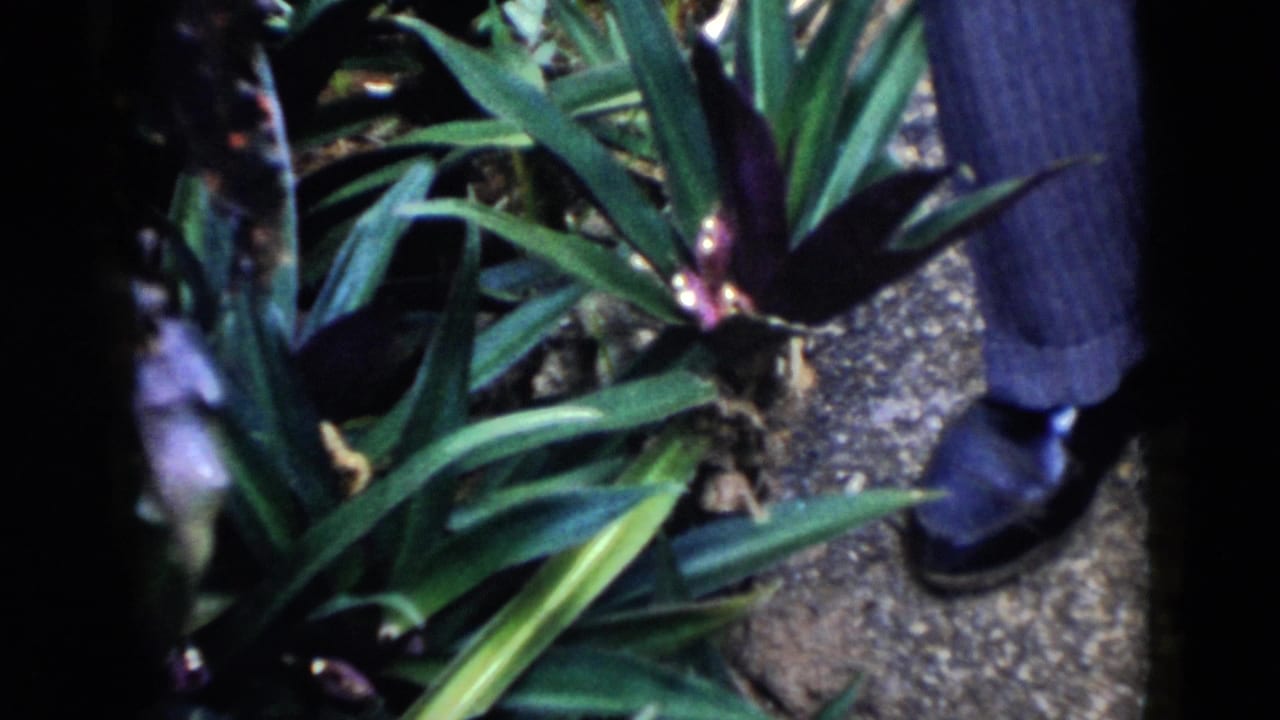 Purple and green plants seen from above with a person's shoe at the edge.