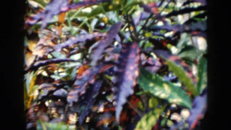 Soft 1956 Cuba home-movie close-up of purple and green tropical foliage, with no identifiable person visible in this frame.