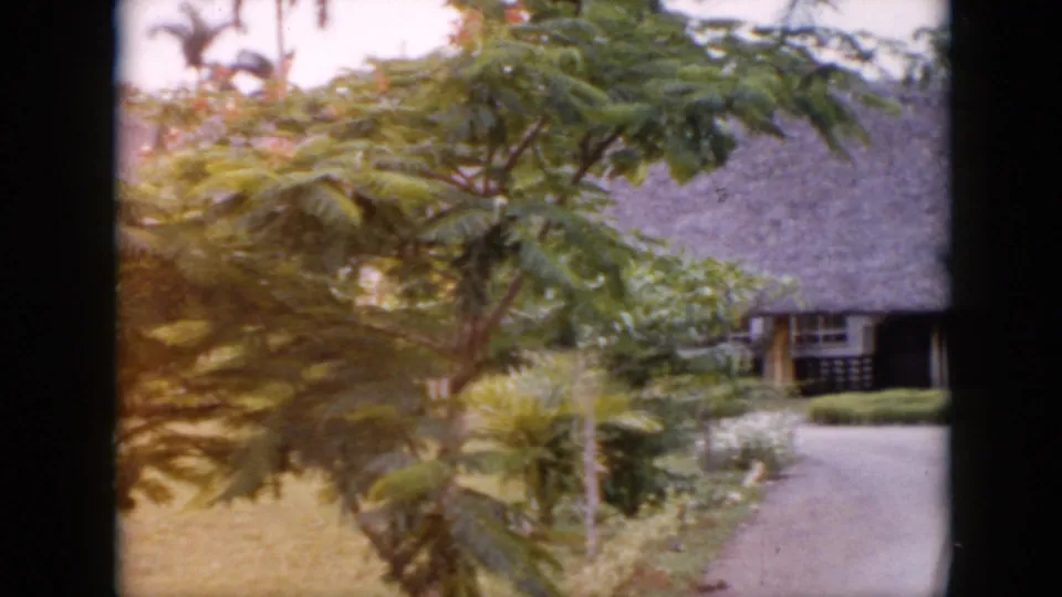 1956 Cuba home-movie frame showing dense tropical foliage, palm-like fronds, and a partial view of a thatched-roof building.