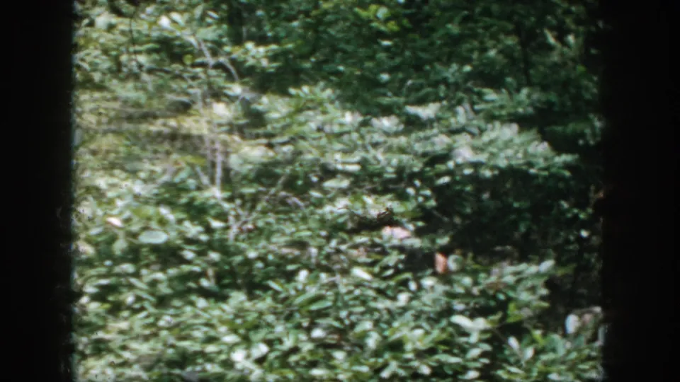 1958 Dayton, Ohio outdoor frame dominated by leafy greenery, with a partially visible adult near the right side.